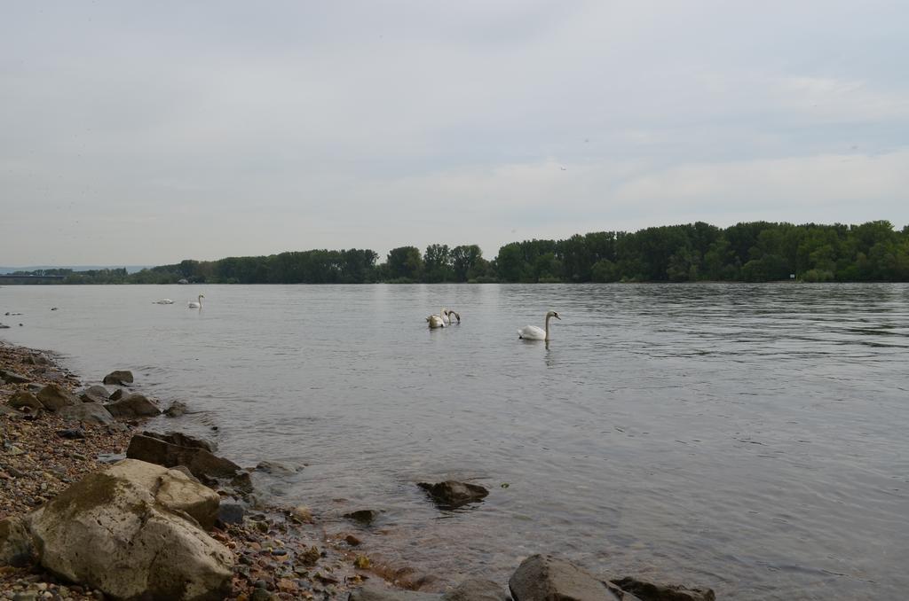 Zwei Raben Pension Maguncia Exterior foto